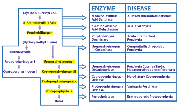 Porphyria Chart