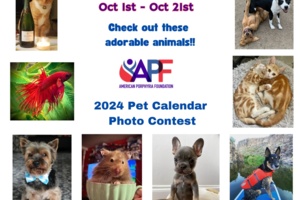 APF 2024 Pet Calendar Contest